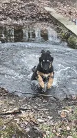 Merica, a female German Shepherd Dog for sale in Dayville, CT – 7 of 10