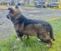Slater , a male German Shepherd Dog for sale in Dayville, CT – 2 of 7