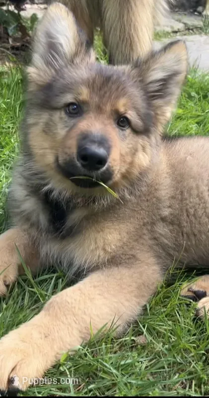 Brahm  – German Shepherd Dog puppy for sale in Dayville, CT
