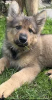 Brahm , a male German Shepherd Dog for sale in Dayville, CT – 1 of 10