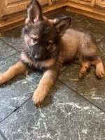 Winston, a male German Shepherd Dog for sale in Dayville, CT – 5 of 10