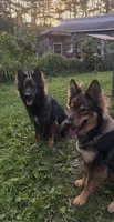 Kronos , a male German Shepherd Dog for sale in Dayville, CT – 6 of 10