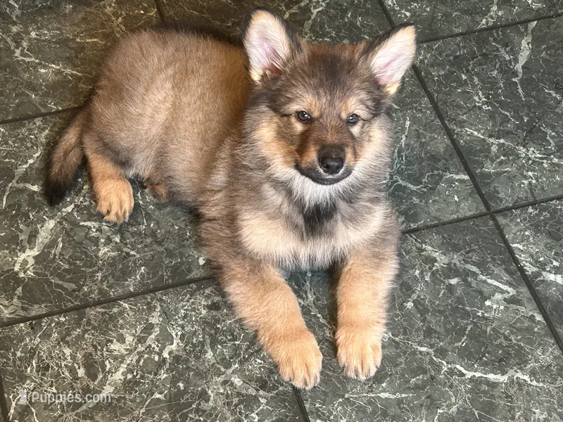 Wolf mask AKC  – German Shepherd Dog puppy for sale in Dayville, CT