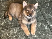 Brahm , a male German Shepherd Dog for sale in Dayville, CT – 7 of 10