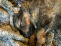 Kindergarten graduate Si , a male German Shepherd Dog for sale in Dayville, CT – 3 of 10