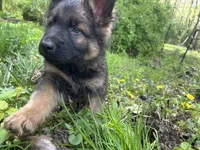 Slater , a male German Shepherd Dog for sale in Dayville, CT – 5 of 7