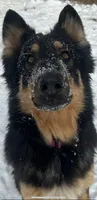 Merica, a female German Shepherd Dog for sale in Dayville, CT – 3 of 10