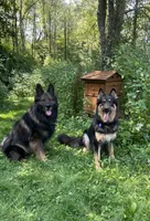 Merica, a female German Shepherd Dog for sale in Dayville, CT – 8 of 10