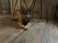 Wolf mask AKC , a male German Shepherd Dog for sale in Dayville, CT – 10 of 10