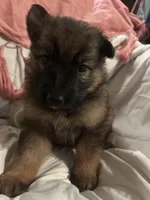 Ruby, a female German Shepherd Dog for sale in Dayville, CT – 3 of 4