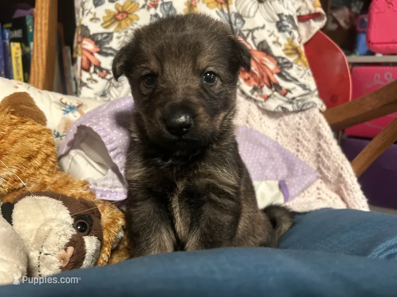 Sanora  – German Shepherd Dog puppy for sale in Dayville, CT