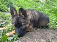 Mona(rch) , a female German Shepherd Dog for sale in Dayville, CT – 2 of 4