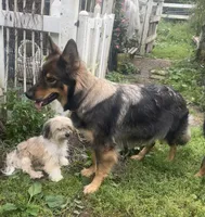 Kato , a male German Shepherd Dog for sale in Dayville, CT – 5 of 8
