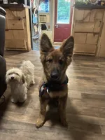 Kindergarten graduate Si , a male German Shepherd Dog for sale in Dayville, CT – 7 of 10