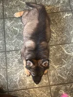 Winston, a male German Shepherd Dog for sale in Dayville, CT – 6 of 10