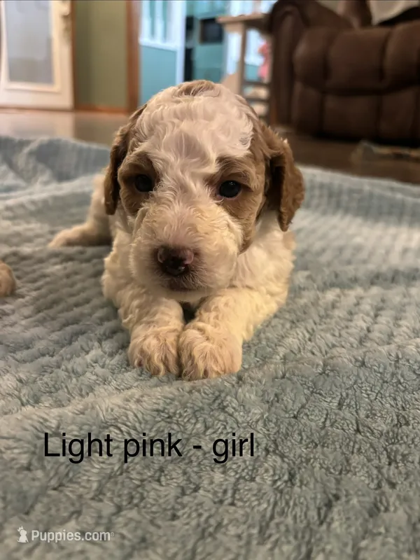 Light pink  – Goldendoodle puppy for sale in Lexington, TN