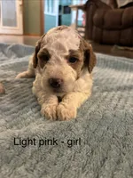 Light pink , a female Goldendoodle for sale in Lexington, TN – 1 of 1