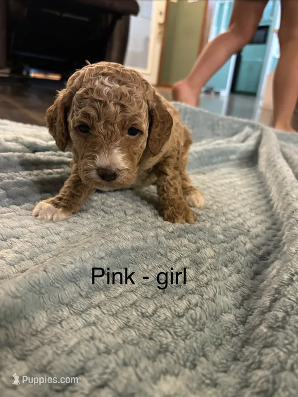 Dark pink  – Goldendoodle puppy for sale in Lexington, TN