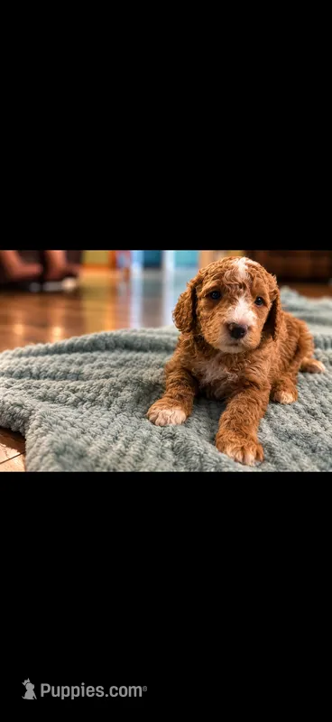 Green – Goldendoodle puppy for sale in Lexington, TN