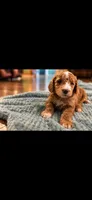 Green, a male Goldendoodle for sale in Lexington, TN – 1 of 1