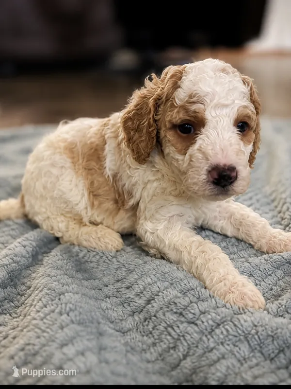 Light blue  – Goldendoodle puppy for sale in Lexington, TN