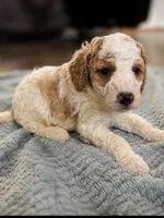 Light blue , a male Goldendoodle for sale in Lexington, TN – 1 of 1