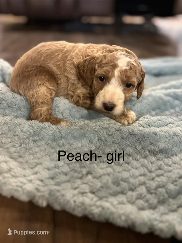 Peach – Goldendoodle puppy for sale in Lexington, TN