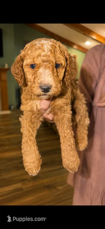 Navy – Goldendoodle puppy for sale in Lexington, TN