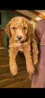 Navy, a male Goldendoodle for sale in Lexington, TN – 1 of 1