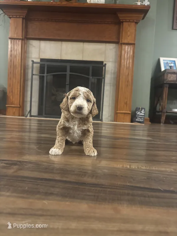 Gray – Goldendoodle puppy for sale in Lexington, TN