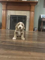 Gray, a male Goldendoodle for sale in Lexington, TN – 1 of 1