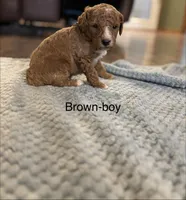Brown, a male Goldendoodle for sale in Lexington, TN – 1 of 1
