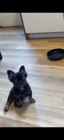 Lilly, a female French Bulldog for sale in Elizabethtown, KY – 3 of 4