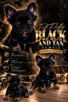 Lilly, a female French Bulldog for sale in Elizabethtown, KY – 2 of 4