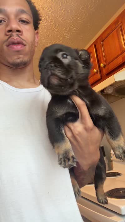 Lilly, a female French Bulldog for sale in Elizabethtown, KY – 4 of 4