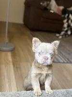 IZZY, a female French Bulldog for sale in Elizabethtown, KY – 3 of 4