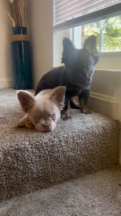 IZZY, a female French Bulldog for sale in Elizabethtown, KY – 4 of 4