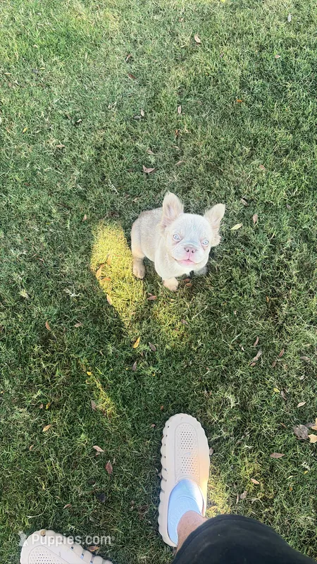 IZZY – French Bulldog puppy for sale in Elizabethtown, KY