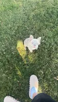 IZZY, a female French Bulldog for sale in Elizabethtown, KY – 1 of 4