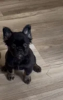 Lilly, a female French Bulldog for sale in Elizabethtown, KY – 1 of 4