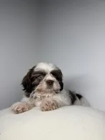 Lovey, a male Shih Tzu for sale in Miami, FL – Photo 2 of 3