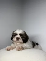 Lovey, a male Shih Tzu for sale in Miami, FL – Photo 3 of 3