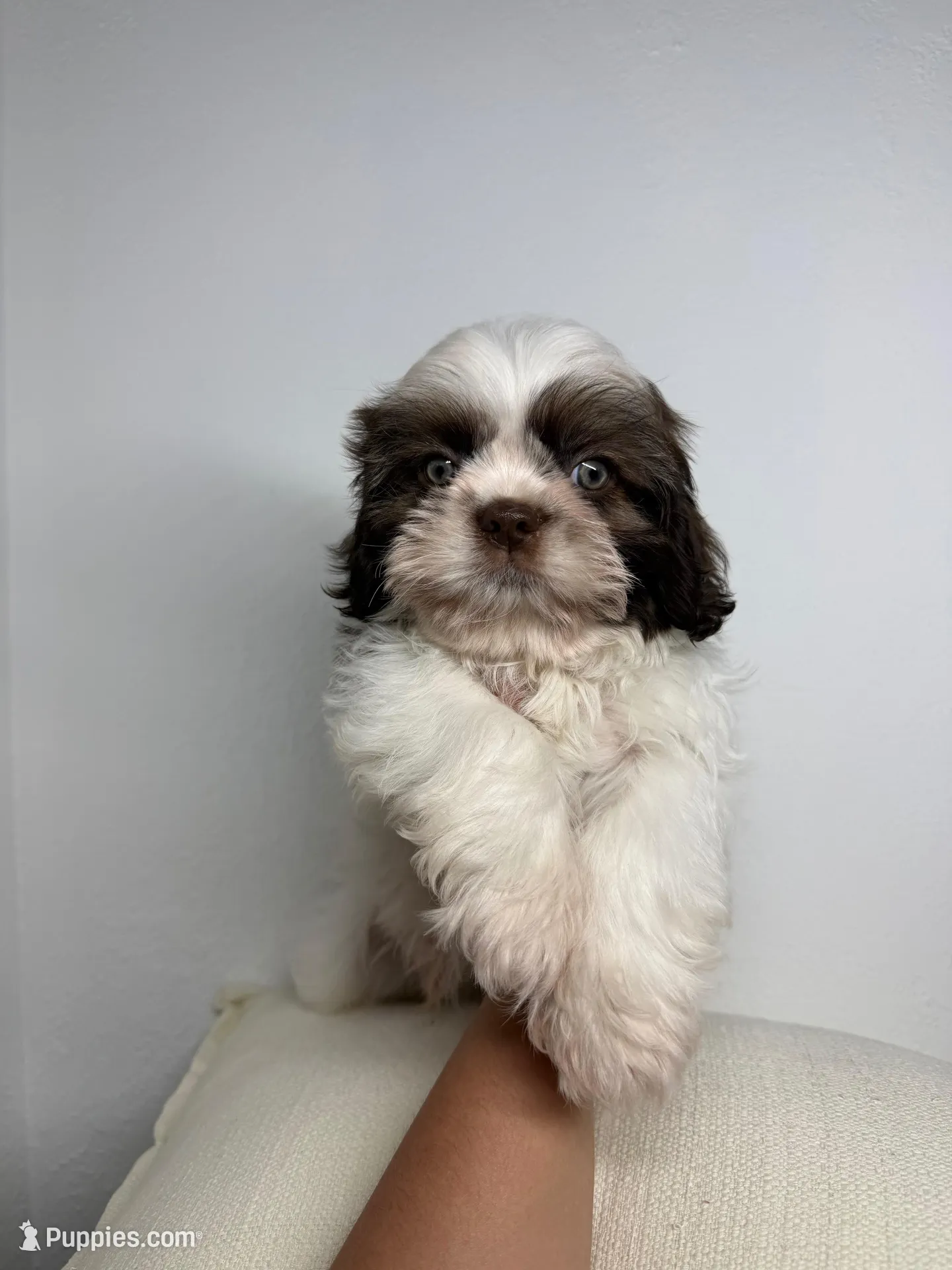 Lovey, a male Shih Tzu for sale in Miami, FL – Photo 1 of 3