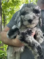 Rose, a female Old English Sheepdog and Goldendoodle for sale in Tri-Cities, TN – 3 of 6