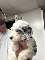 Diamond, a female Old English Sheepdog and Goldendoodle for sale in Tri-Cities, TN – 2 of 4