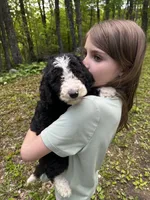 Jack, a male Old English Sheepdog and Goldendoodle for sale in Tri-Cities, TN – 5 of 10