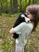 Jack, a male Old English Sheepdog and Goldendoodle for sale in Tri-Cities, TN – 8 of 10