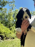 Jack, a male Old English Sheepdog and Goldendoodle for sale in Tri-Cities, TN – 6 of 10