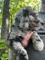 Rose, a female Old English Sheepdog and Goldendoodle for sale in Tri-Cities, TN – 2 of 6