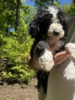 Jack, a male Old English Sheepdog and Goldendoodle for sale in Tri-Cities, TN – 9 of 10